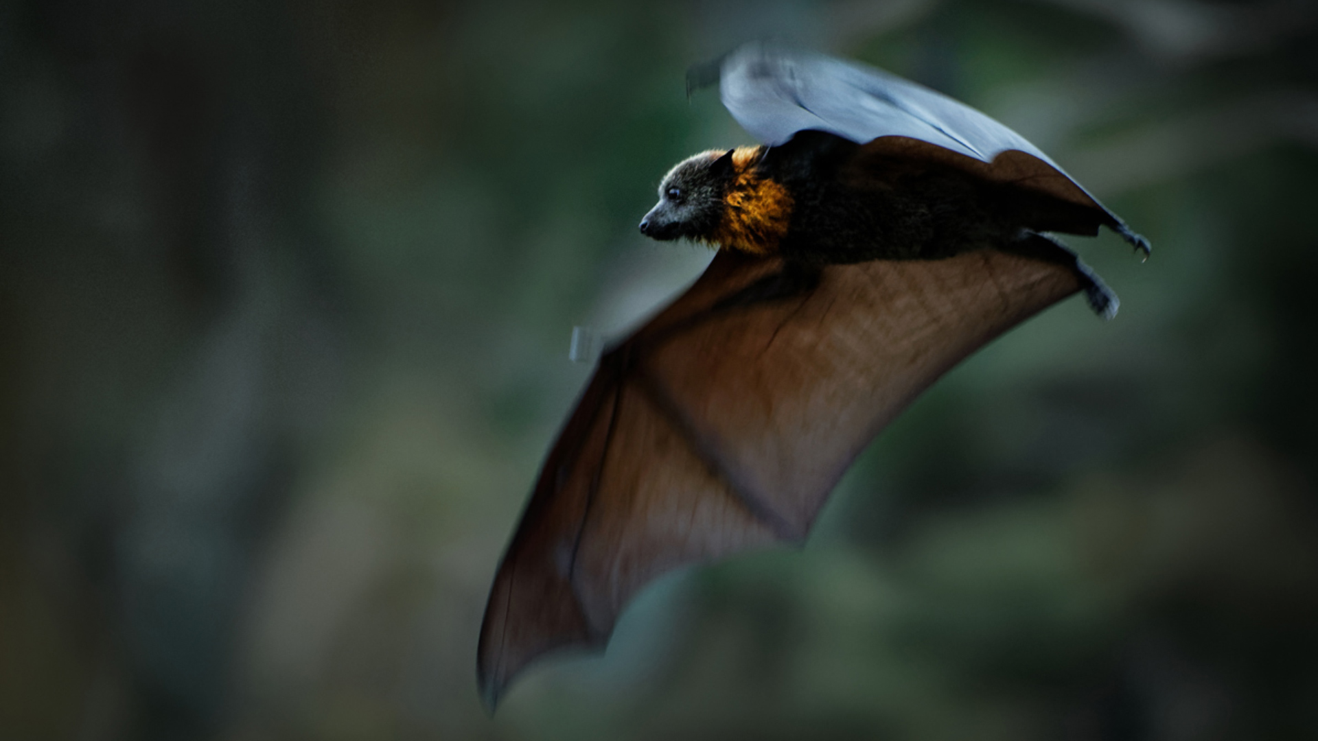 Australian bat species