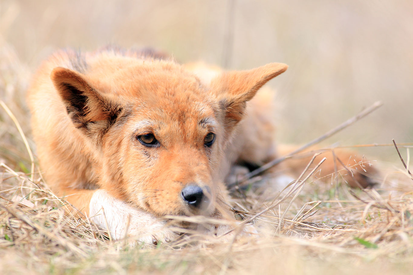 Dingo in natural habitat