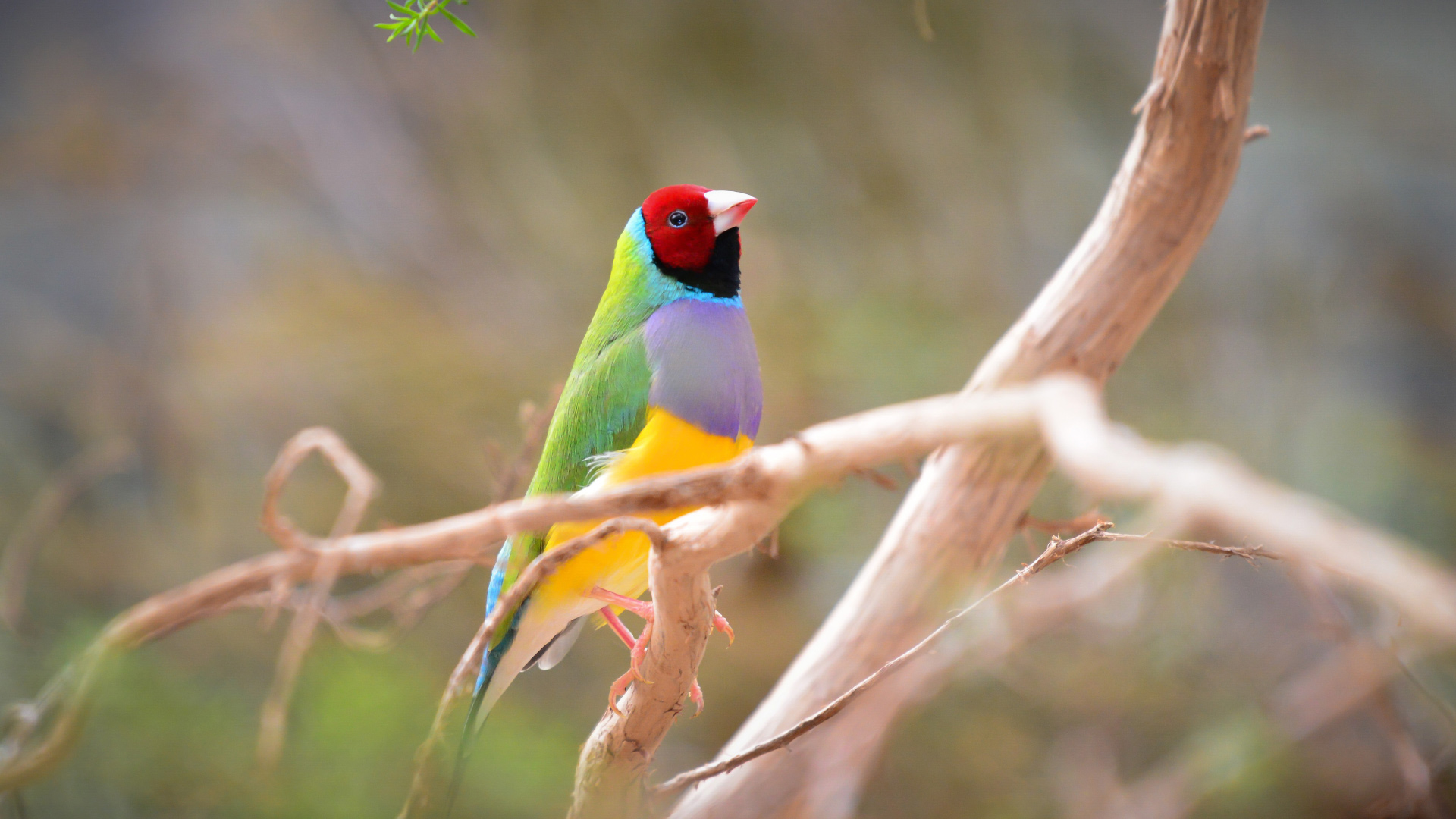 Environmental weeds in bushland