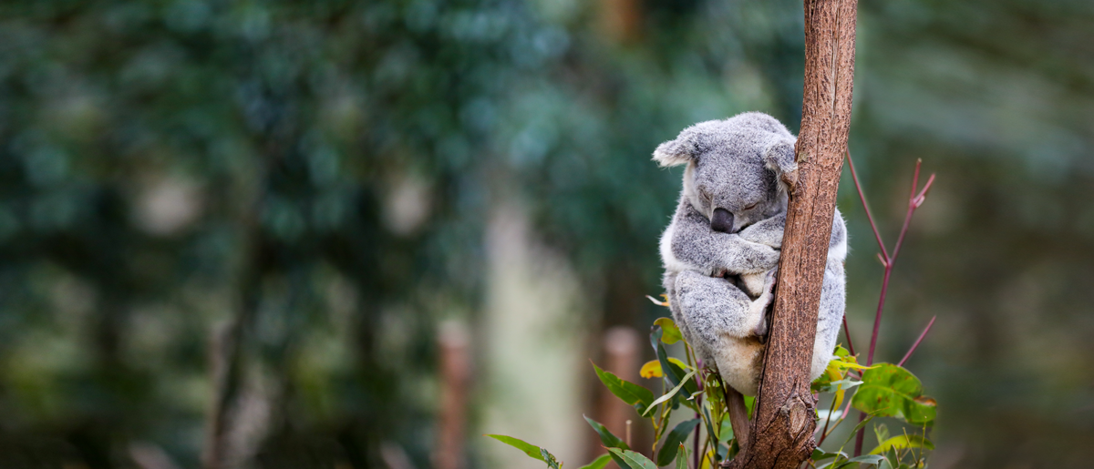 Koala