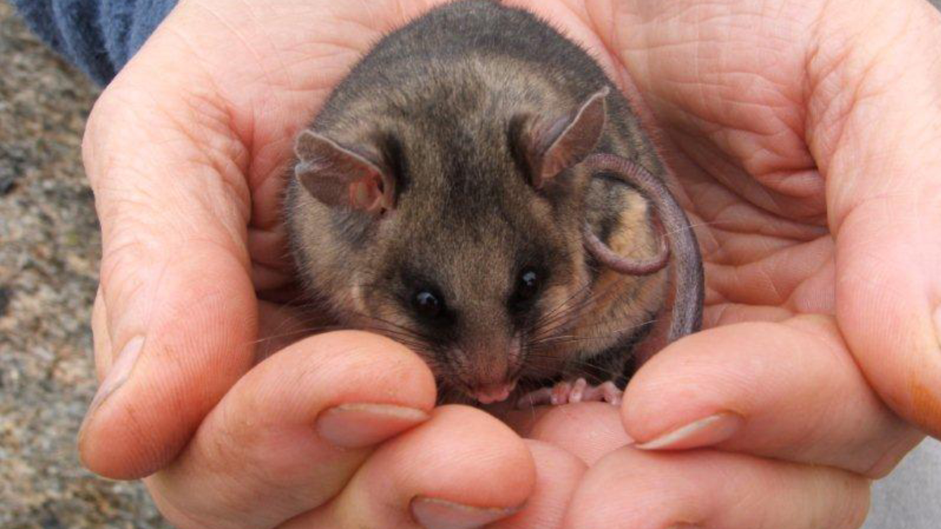 Blue Mountains landscape