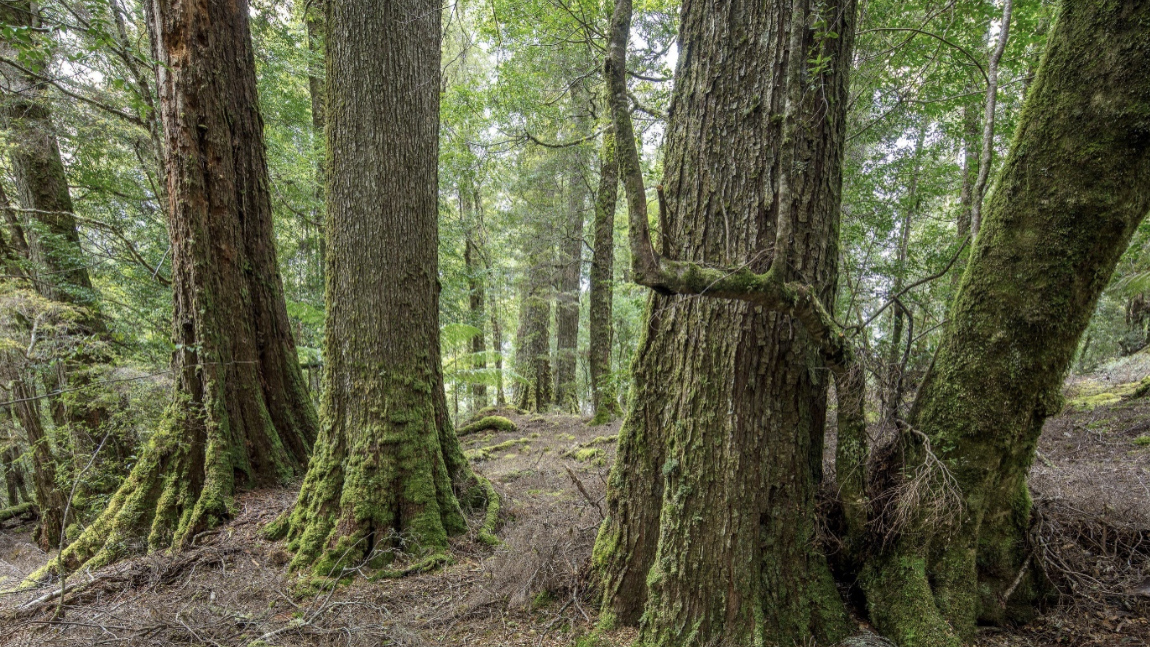 takayna Tarkine rainforest