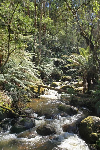 Creek flowing through Australian wilderness
