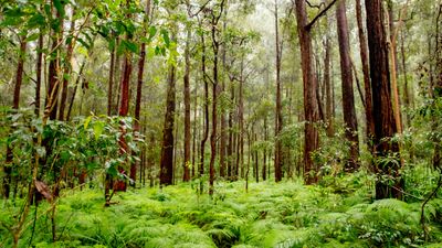 Blue Gum High Forest