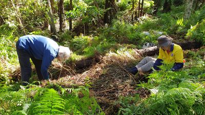 Volunteers removing balloon vine in bushland