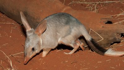 Save the Bilby Fund