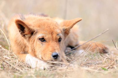 Dingo in natural Australian habitat