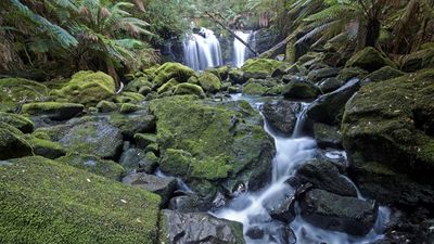 The Tarkine Wilderness