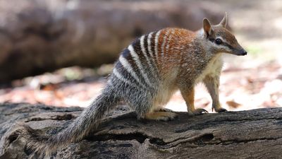 Numbat Radio Tracking Program