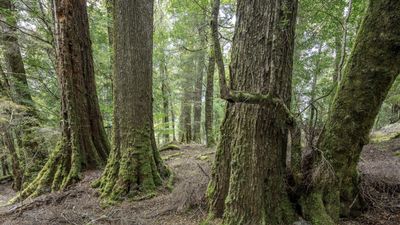 takayna Tarkine ancient rainforest