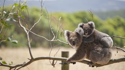 The Great Koala National Park