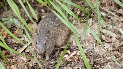 Valley of the Bandicoots