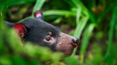 Tassie Devil