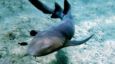 Grey Nurse Shark