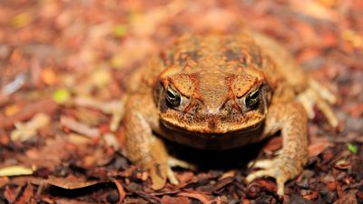 Stop the Toad in WA