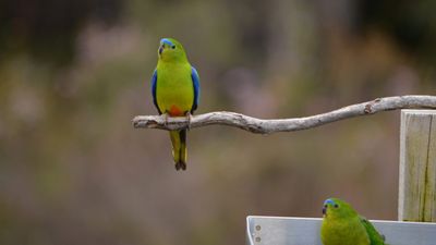 Orange-Bellied Parrot