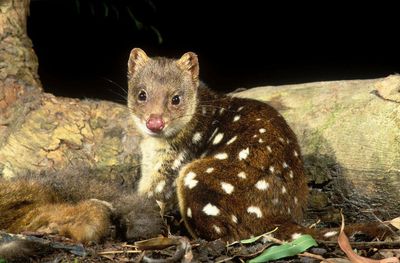 Spotted-Tailed Quoll Project