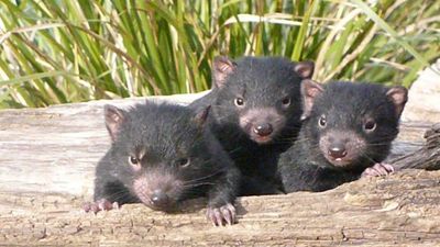 Paddy Pallin Science Grants research